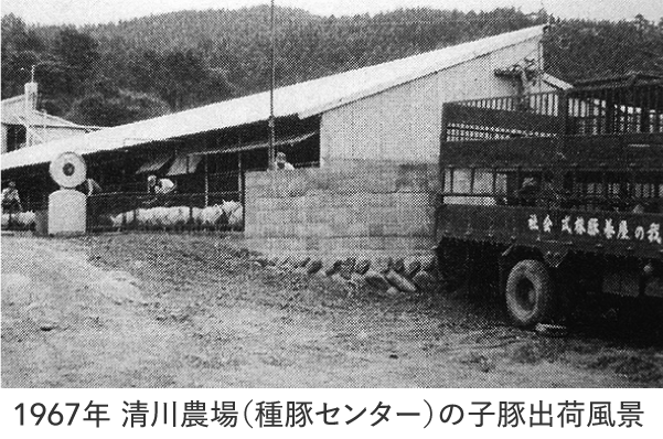 1967年 清川農場（種豚センター）の子豚出荷風景